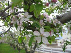 SpringBlooms2.JPG