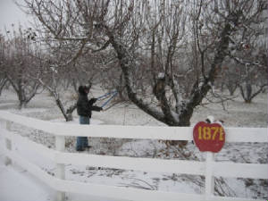 winterorchard-7.JPG